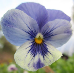 Meet your Posher, Cora